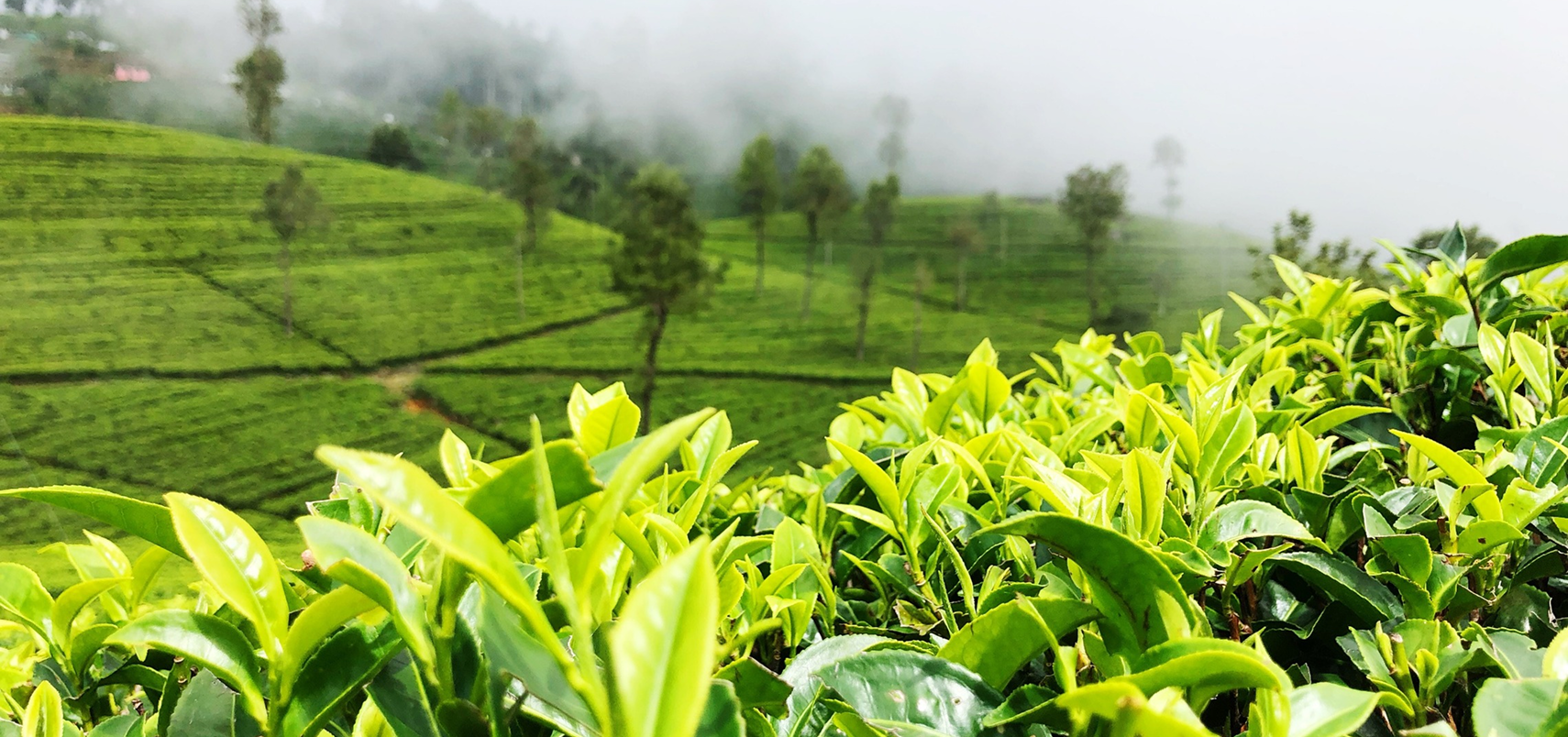 Beautiful Sri Lankan Beach